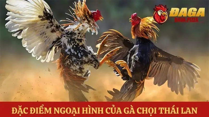 Đá gà Thái Lan: Sự khác biệt và hấp dẫn về ngoại hình 