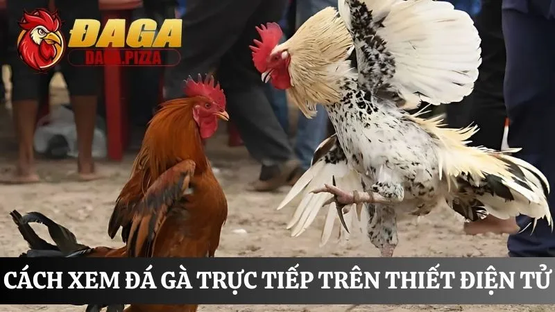 cách xem đá gà trực tiếp miễn phí