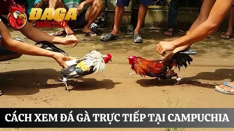 cách xem đá gà trực tiếp