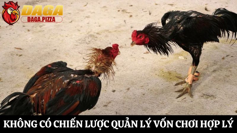 Những điều cần tránh khi tham gia cá cược đá gà thường gặp