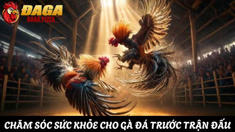 Chăm sóc sức khỏe cho gà đá trước trận đấu