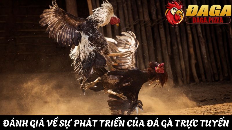 Đánh giá sự phát triển của đá gà trực tuyến