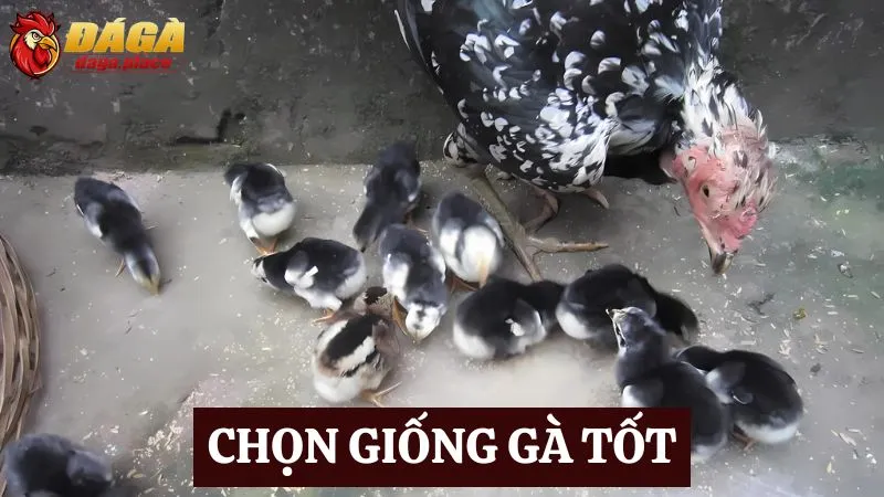 Những bí quyết huấn luyện gà đá hiệu quả