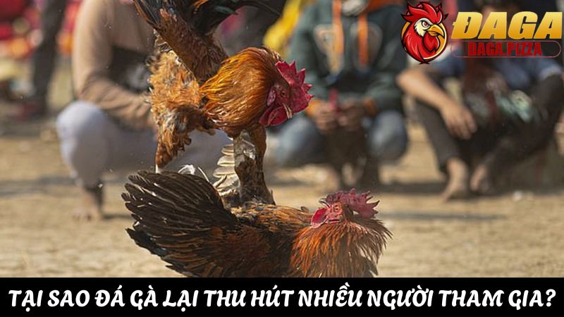 Tại sao đá gà lại thu hút nhiều người tham gia