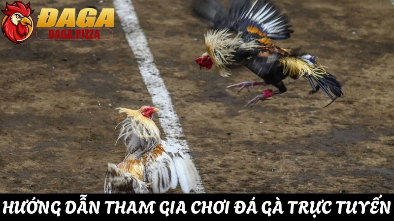 giải đáp Tại sao đá gà lại thu hút nhiều người tham gia