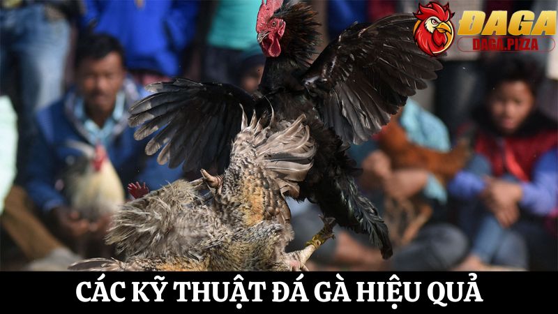 chi tiết Các kỹ thuật đá gà hiệu quả