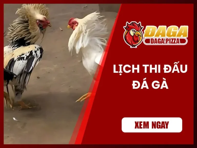 Lịch thi đấu đá gà