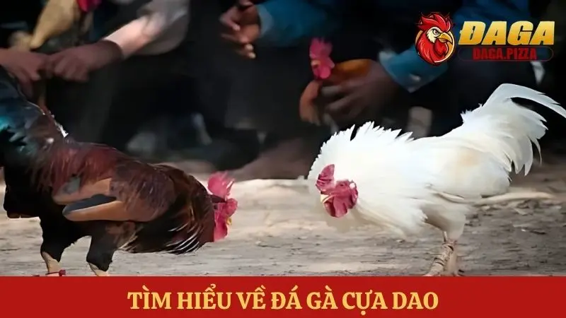 Các kiểu đá gà phổ biến