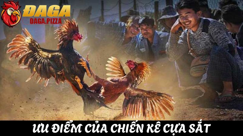 ưu điểm Đá gà cựa sắt và những điều cần biết 