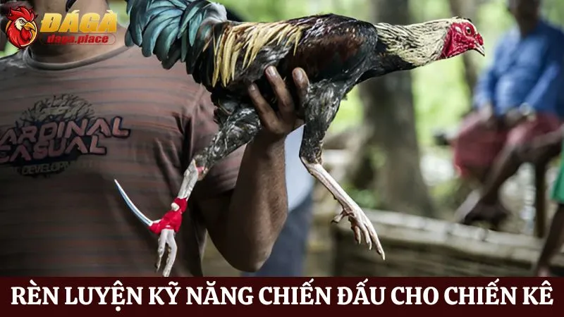 Những bí quyết huấn luyện gà đá tăng khả năng chiến đấu