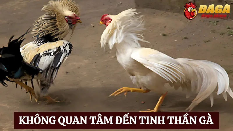 Một trong những sai lầm thường gặp khi nuôi gà đá là không quan tâm đến tinh thần gà 