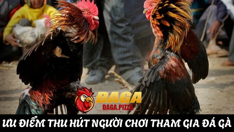 câu hỏi Tại sao đá gà lại thu hút nhiều người tham gia