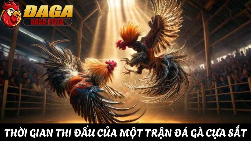 thời gian Đá gà cựa sắt và những điều cần biết 