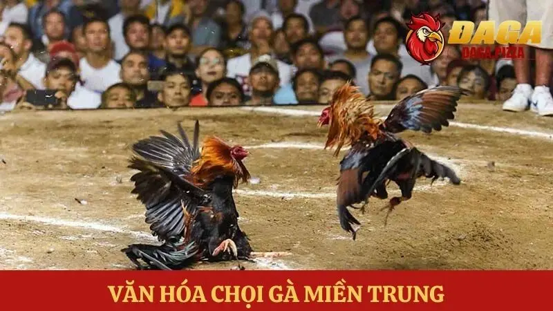 Đá gà – môn thể thao truyền thống của người Việt tại miền Trung