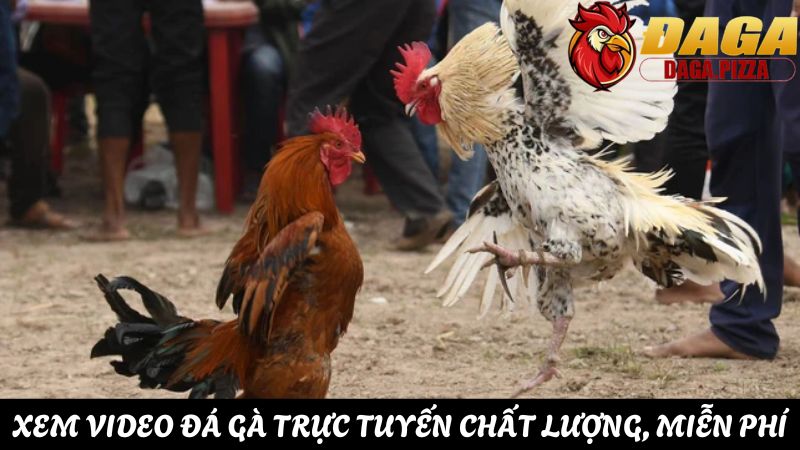 thắc mắc Tại sao đá gà lại thu hút nhiều người tham gia